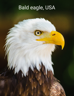 eagle